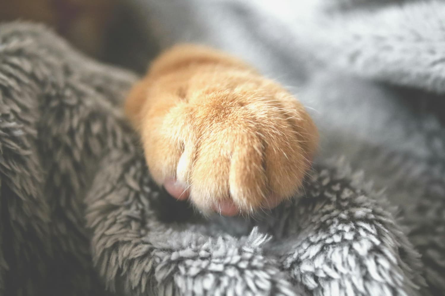Close-up of an orange cat paw resting on a soft, grey textured blanket.